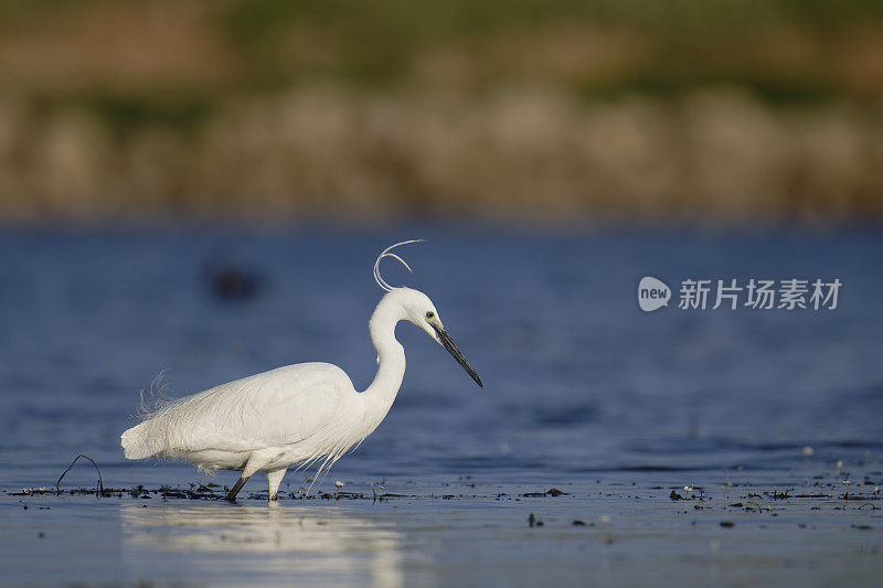 小白鹭(Egretta garzetta)